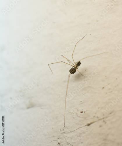 Pholcus sp., a common house spider