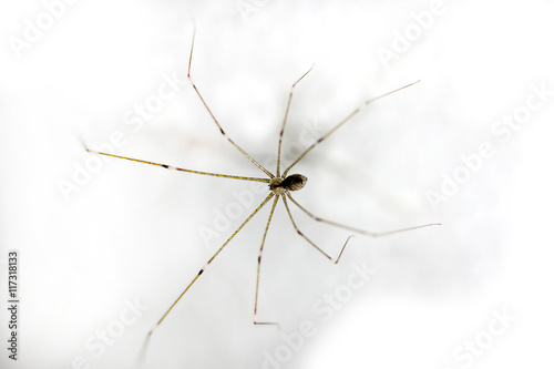Pholcus sp., a common house spider