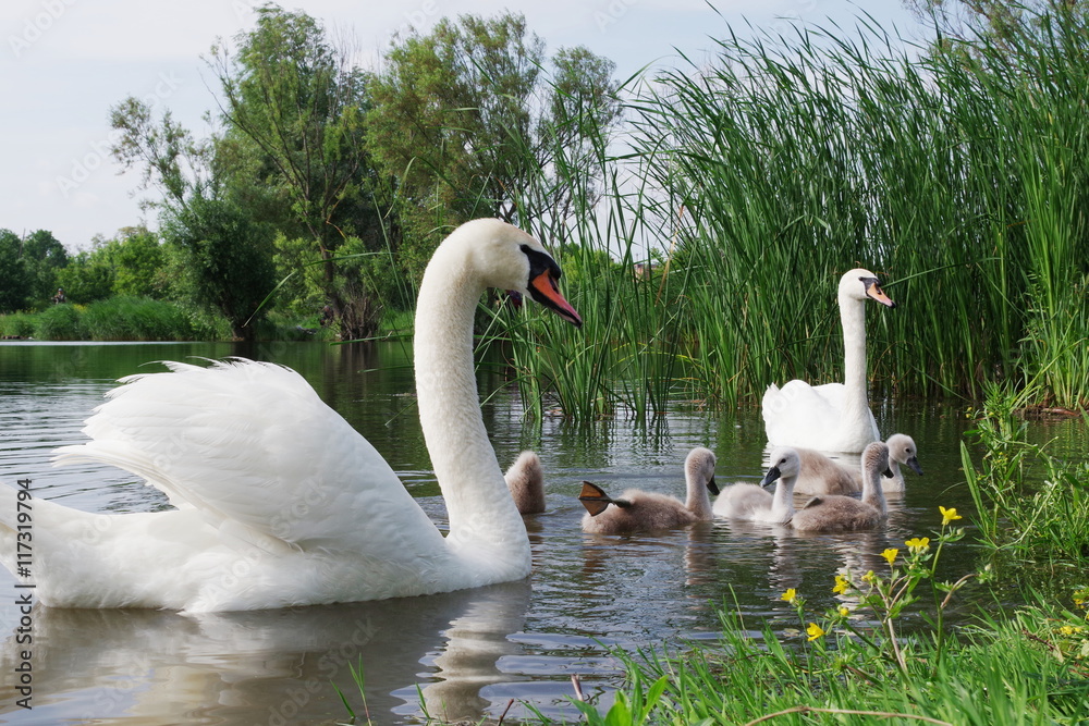 Naklejka premium Swan family eats in the water near the shore