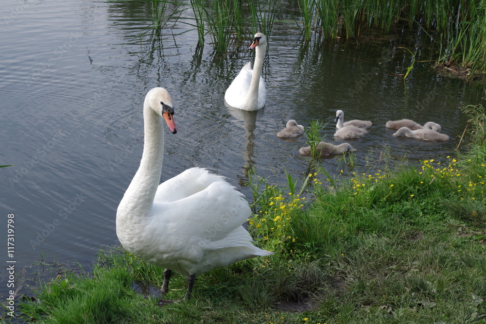 Obraz premium Swan family eats in the water near the shore