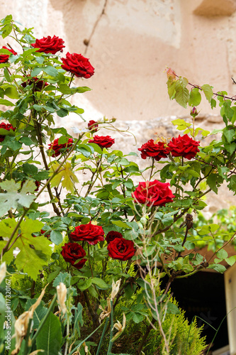 Roses in a garden in the  Kizilcukur photo