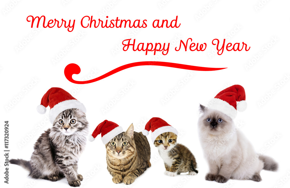 Merry christmas cat clearance funny