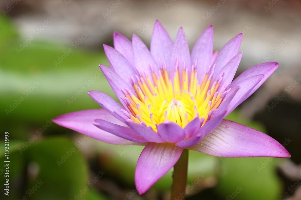 Lotus flower and Lotus flower plants Lotus flower and Lotus flower plants