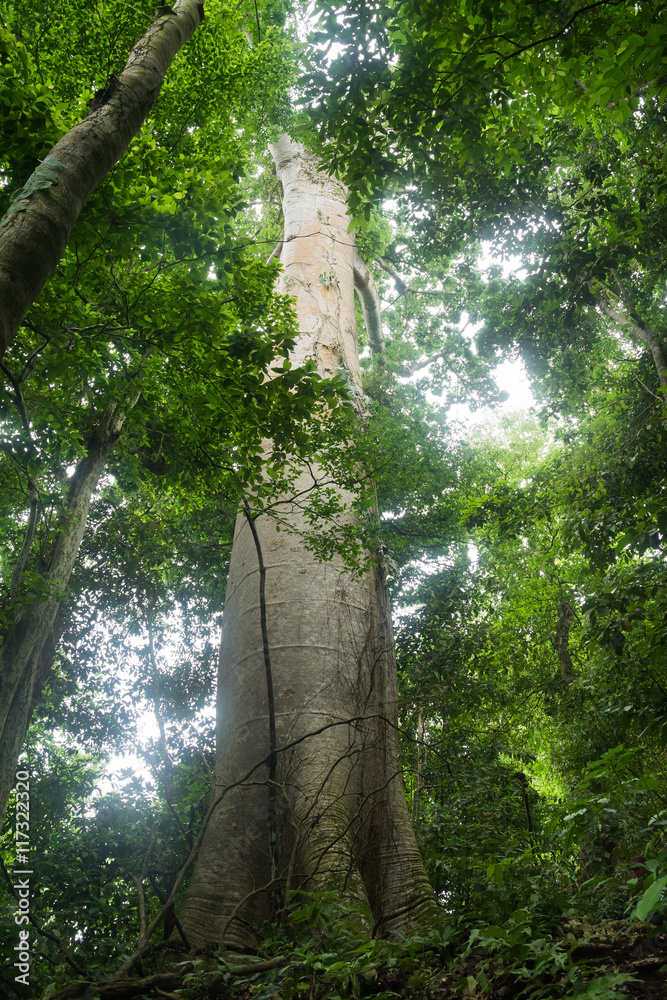Fototapeta premium giant tree