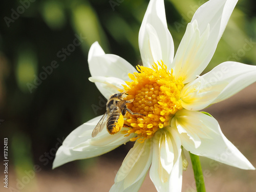 Photograph of a honeybee actively harvesting pollen from a white and yellow dahlia flower.