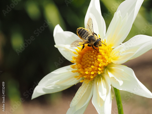 Photograph of a honeybee actively harvesting pollen from a white and yellow dahlia flower.