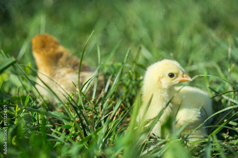 Little chickens in grass Little chickens in grass