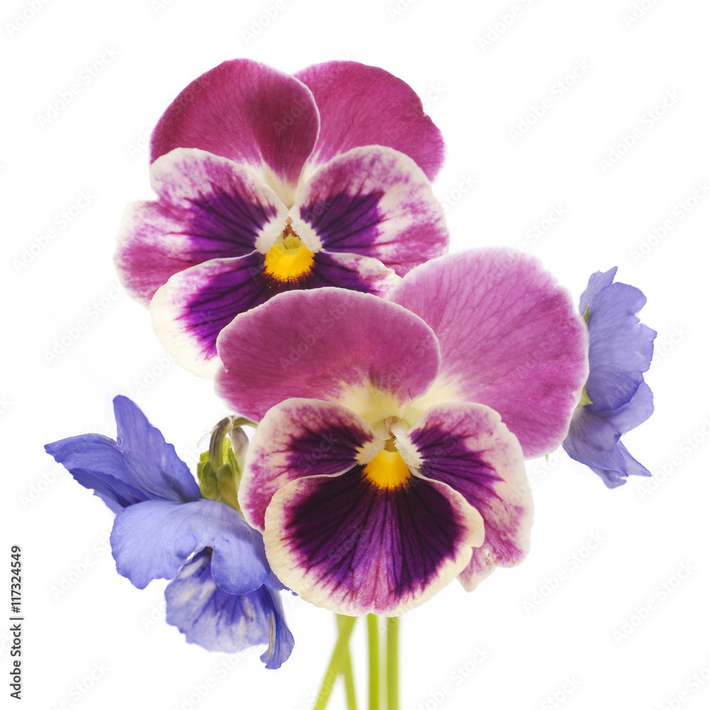 Obraz premium viola flowers on a white background