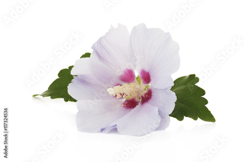 purple flower of Hibiscus syriacus on a white background
