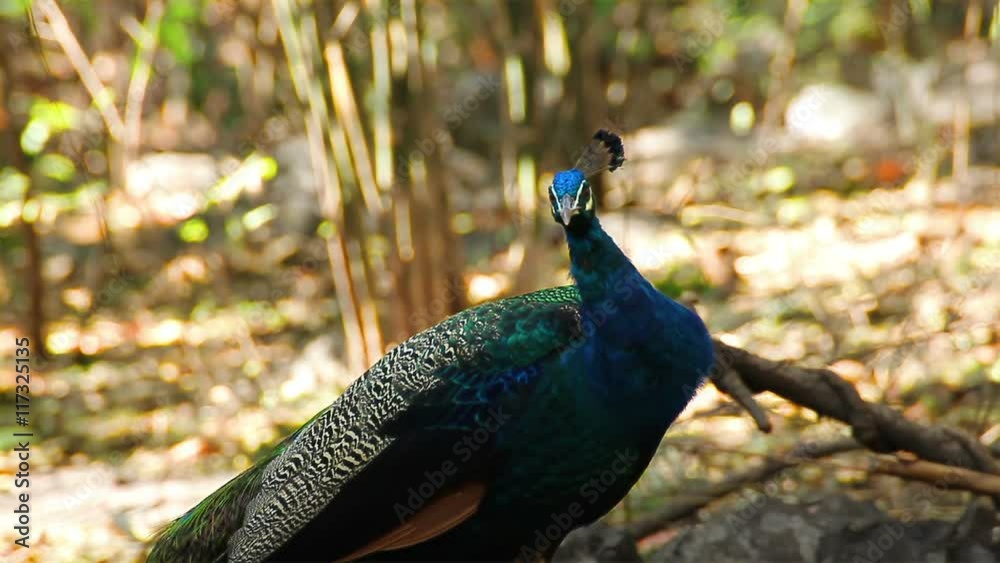 Indian Peafowl or Peacock stand and looking around Indian Peafowl or Peacock stand and looking around