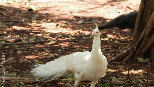 Indian white Peafowl or Peacock stand and walking on the ground