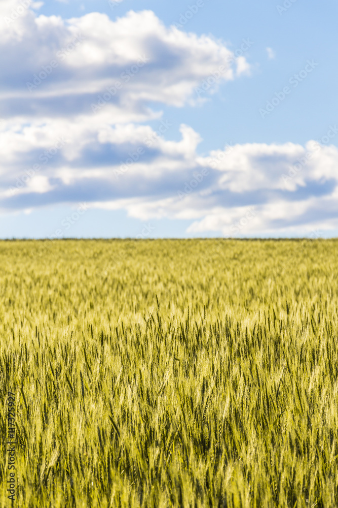 Field of young wheat