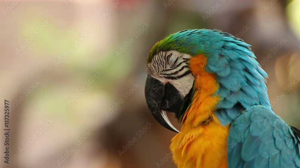 parrot macaw blue and gold sleeping, closeup parrot macaw blue and gold sleeping, closeup