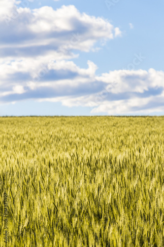 Field of young wheat