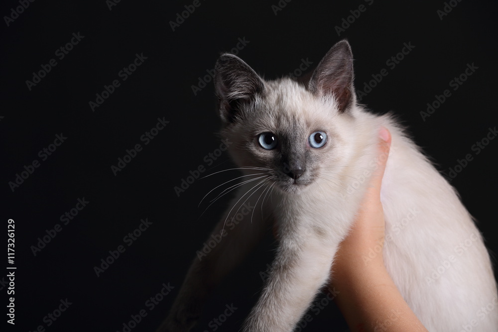 White cat with blue eyes on the hands White cat with blue eyes on the hands