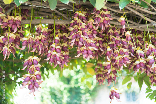 blooming mucuna birdwoodiana tutch in Spring photo