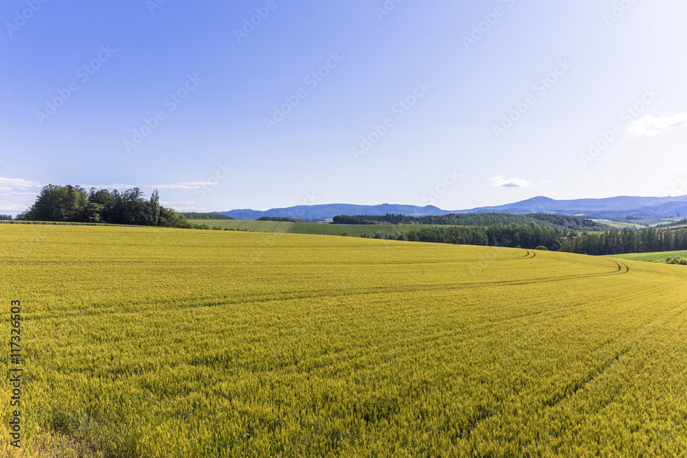 Naklejka premium 美瑛・パッチワークの路の麦畑