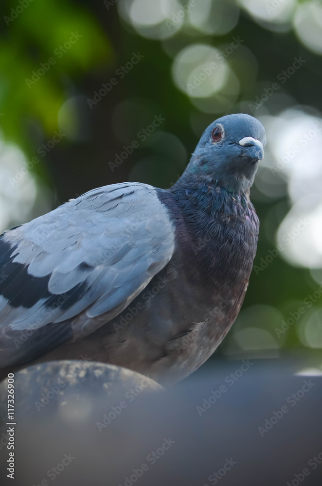 Fototapeta premium Pigeons perch on the pole