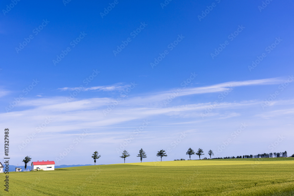 メルヘンの丘の麦畑