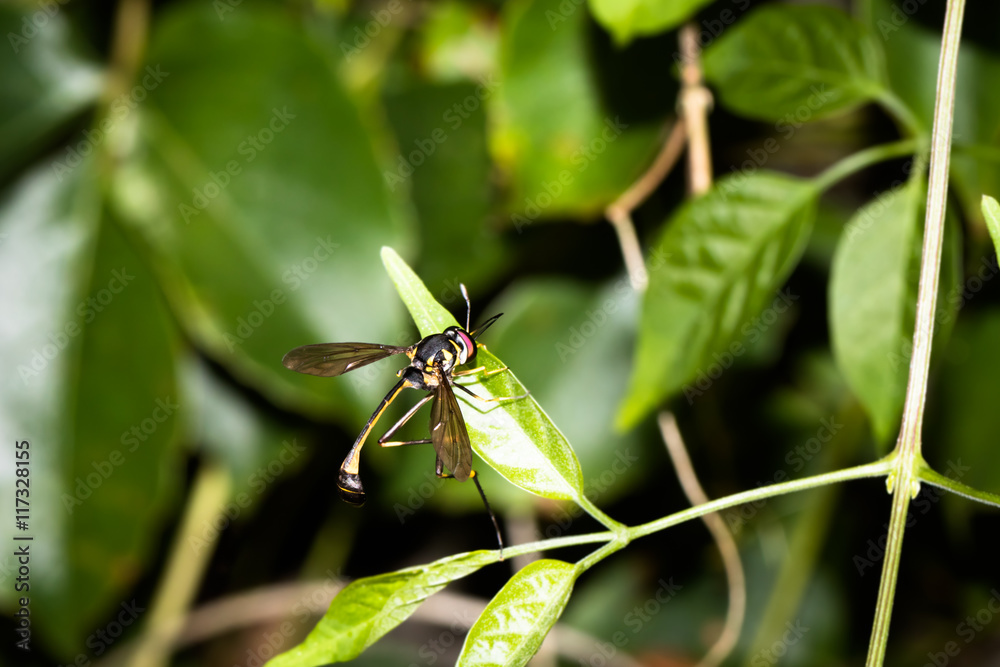 This is a photo of one kind of bee, was taken in XiaMen botanical garden, China. This is a photo of one kind of bee, was taken in XiaMen botanical garden, China.
