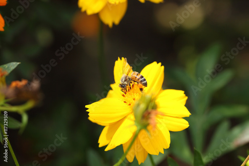 bees at work