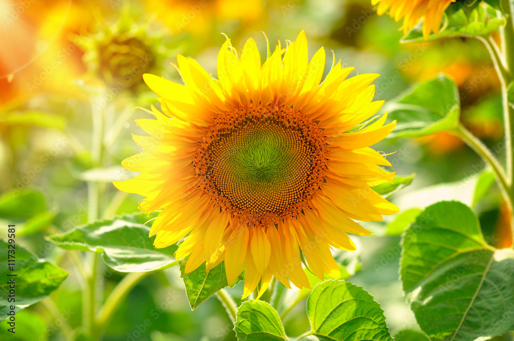 Fototapeta premium Bright yellow sunflowers and sun. Sunflower field