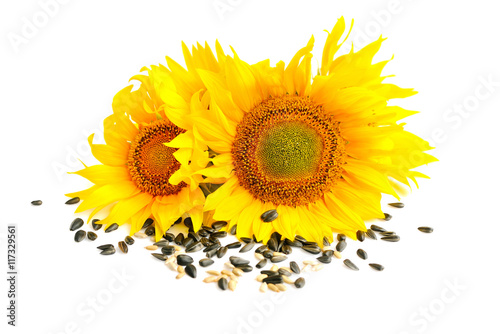 Fototapeta Naklejka Na Ścianę i Meble -  Yellow sunflowers and sunflower seeds on a white background