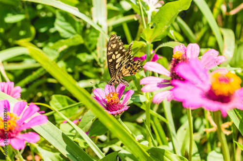 butterfly on flower © Maxxx