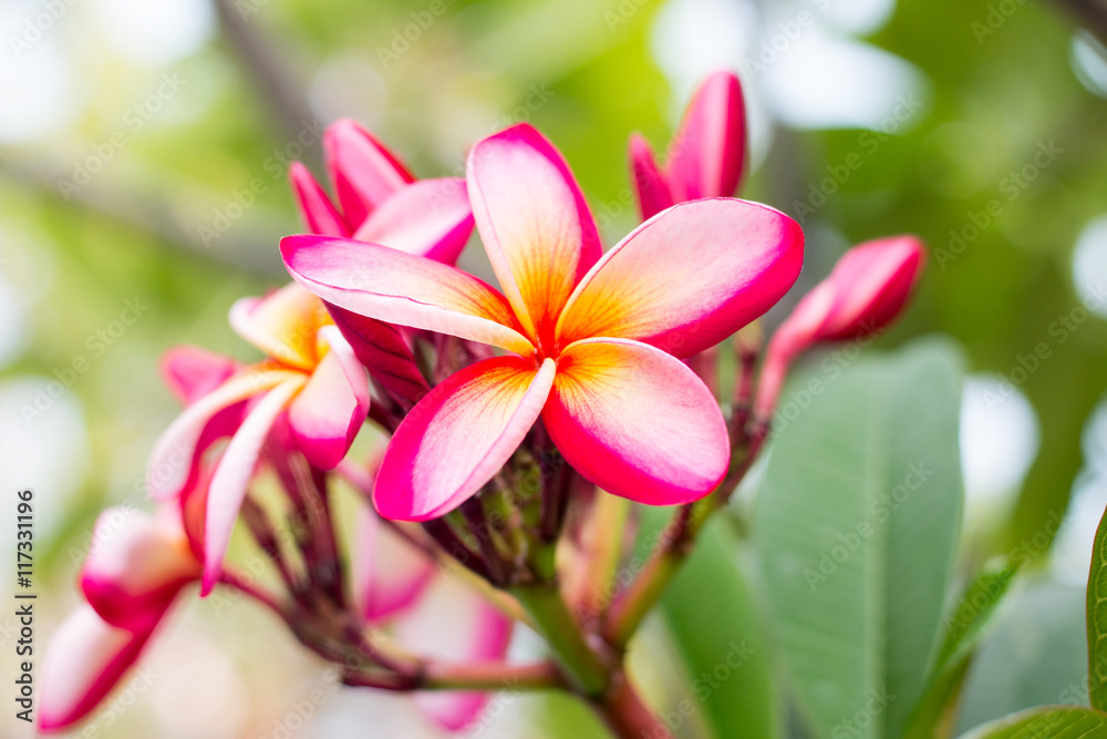 plumeria flowers, plumeria on the plumeria tree.