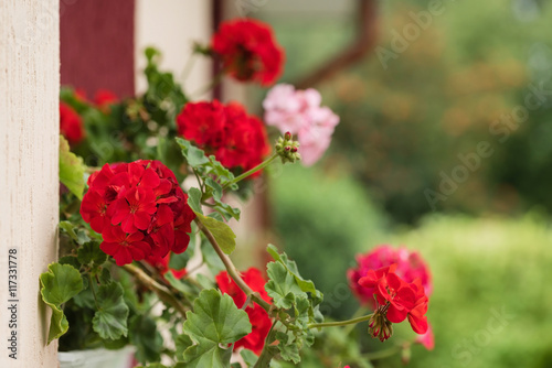 geranium flowers