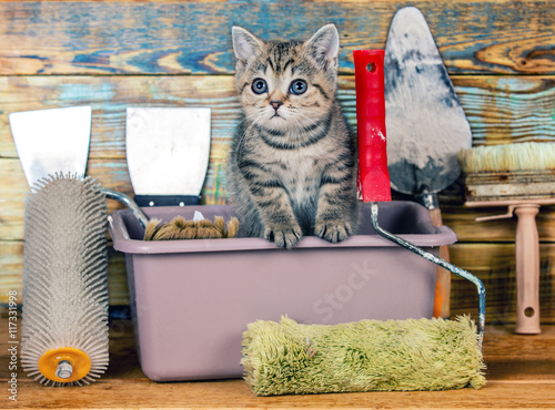 Fotografija Cute little kitten sitting in washbowl with tools for repair