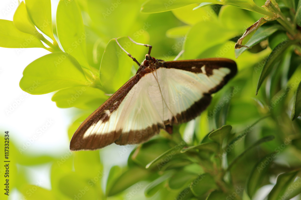 Obraz premium Buchsbaumzünsler