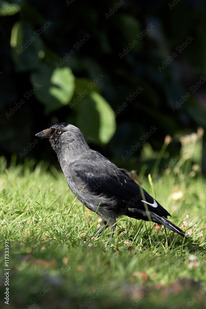 Western Jackdaw, Corvus monedula Western Jackdaw, Corvus monedula