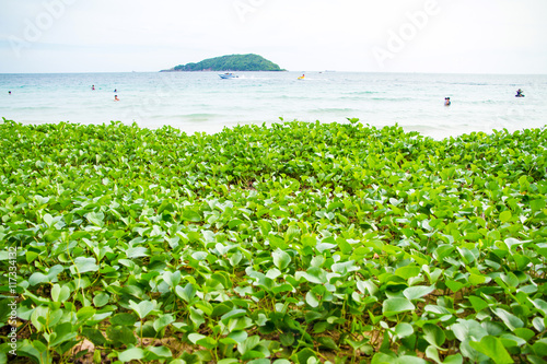 Ipomoea on the beach sand , seascape for background