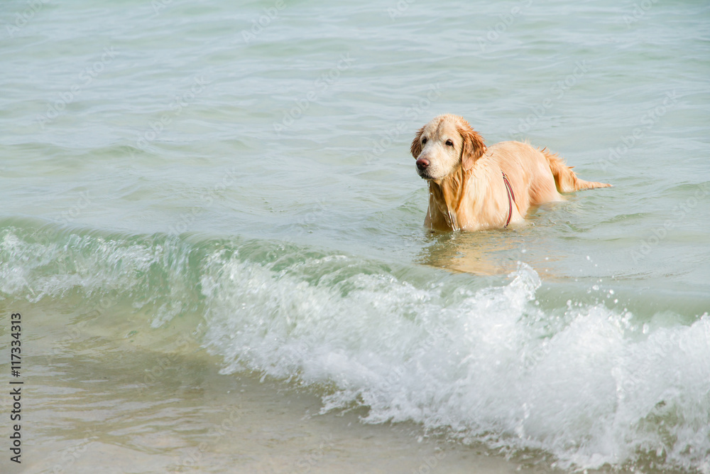 Golden retriever on the beach near the water. Golden retriever on the beach near the water.