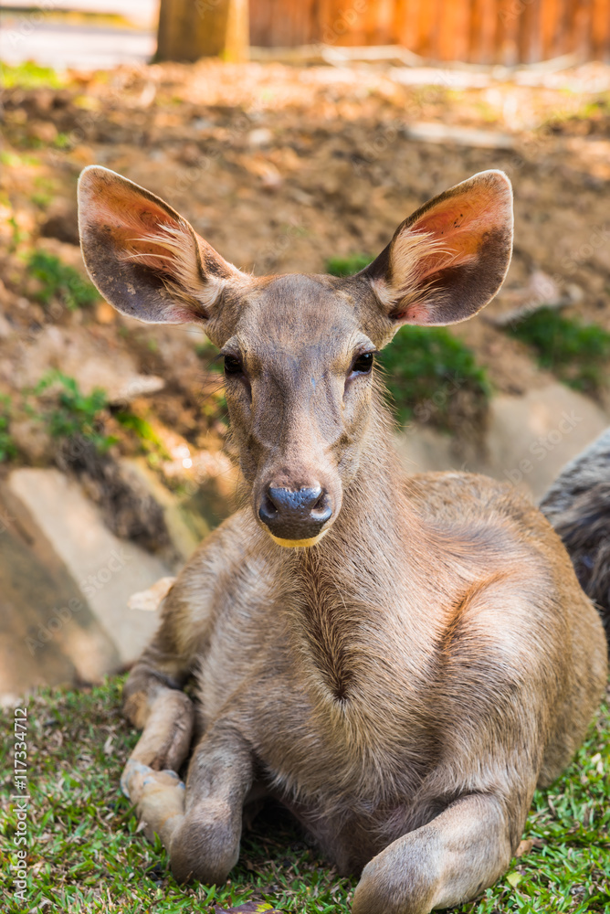 Sambar deer in forest at Khao Yai national park, Thailand Sambar deer in forest at Khao Yai national park, Thailand