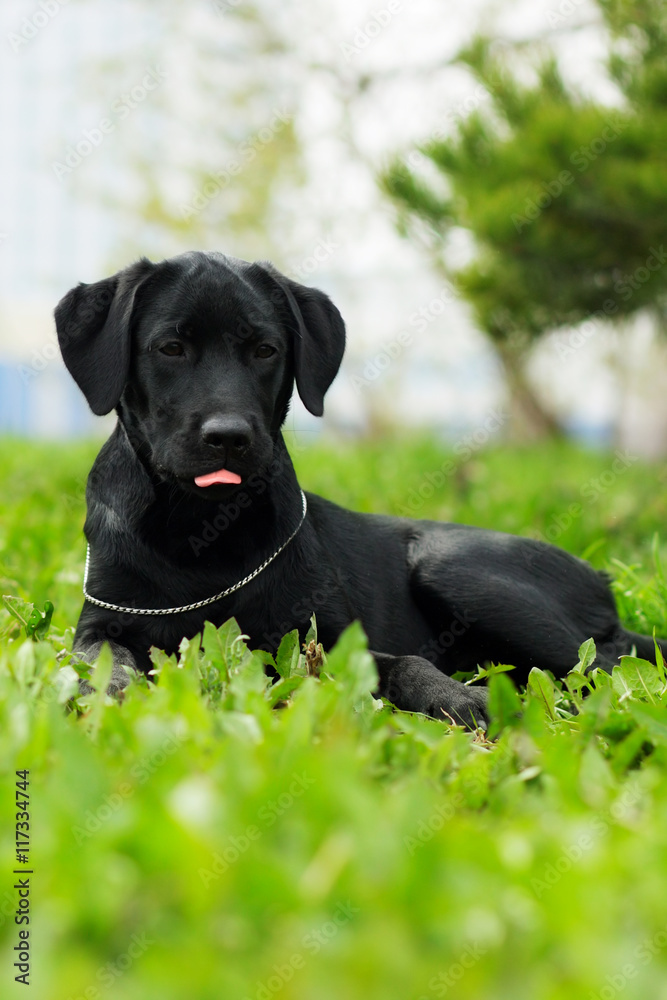 Cute black dog puppy Labrador in the summer licks pink tongue Cute black dog puppy Labrador in the summer licks pink tongue