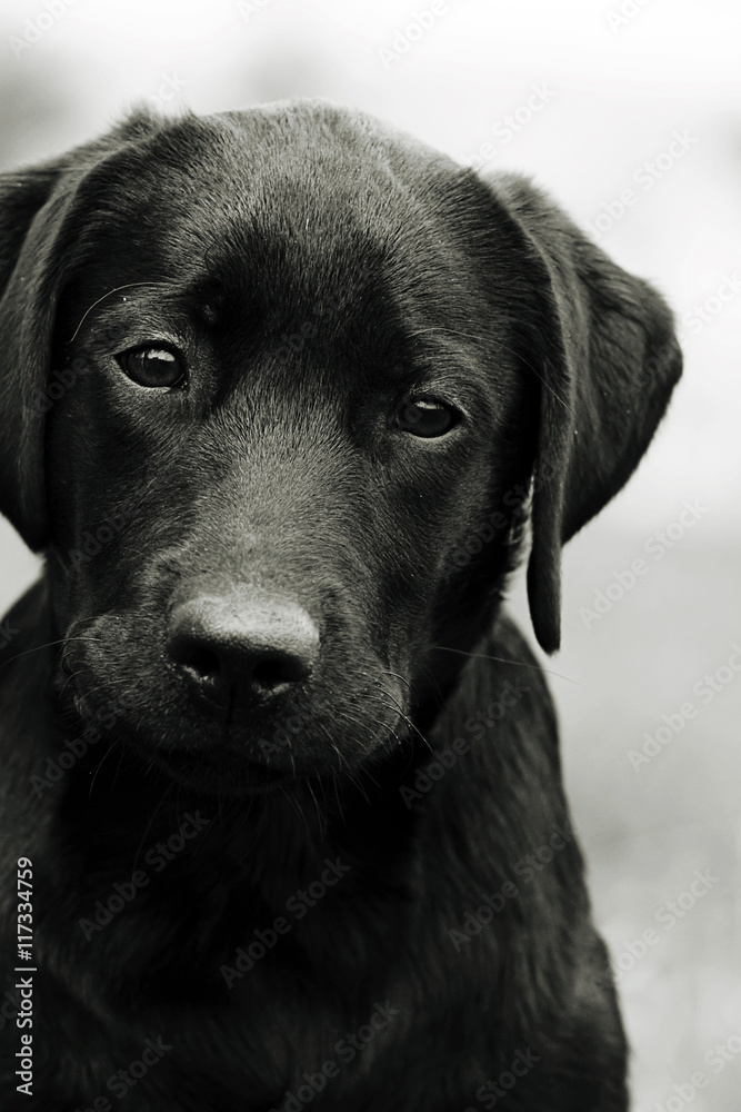 Cute black dog puppy Labrador looking right at you, causing pity Cute black dog puppy Labrador looking right at you, causing pity