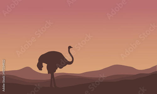Silhouette of scenery ostrich in the hills