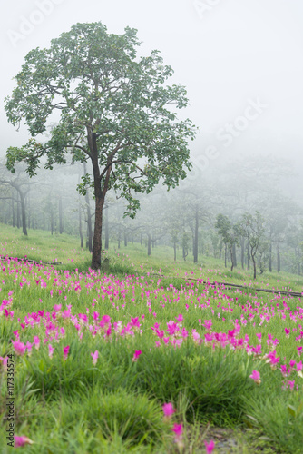 Wallpaper Mural Wild siam tulips blooming field Torontodigital.ca