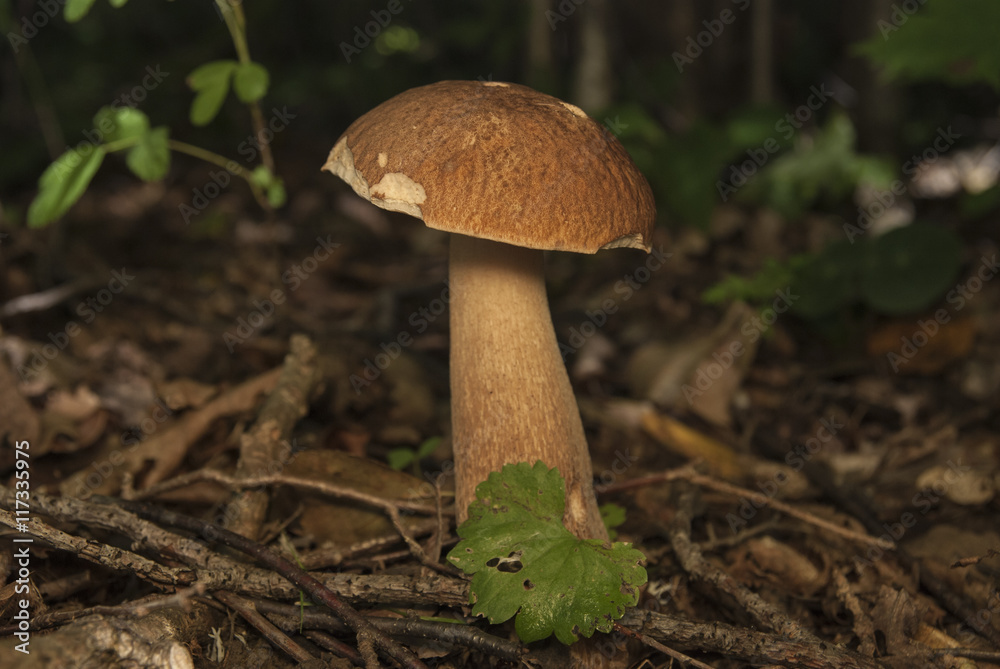 Boletus edulis in the forest. Edible mushroom Boletus edulis in the forest. Edible mushroom