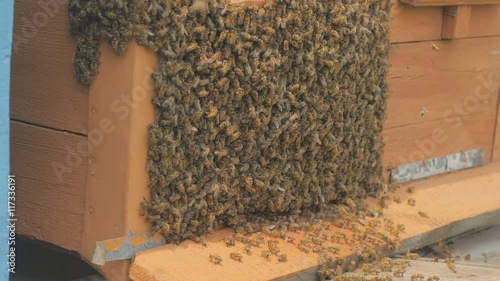 Swarm of bees on a bee box at a Hawaii bee farm photo