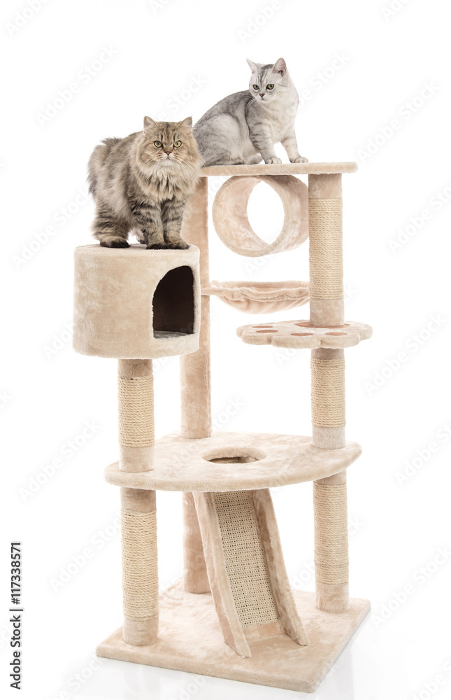 Fototapeta premium Cute cat lying on cat tower