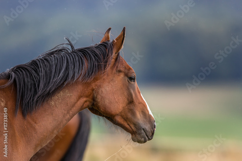 pferde © haiderose