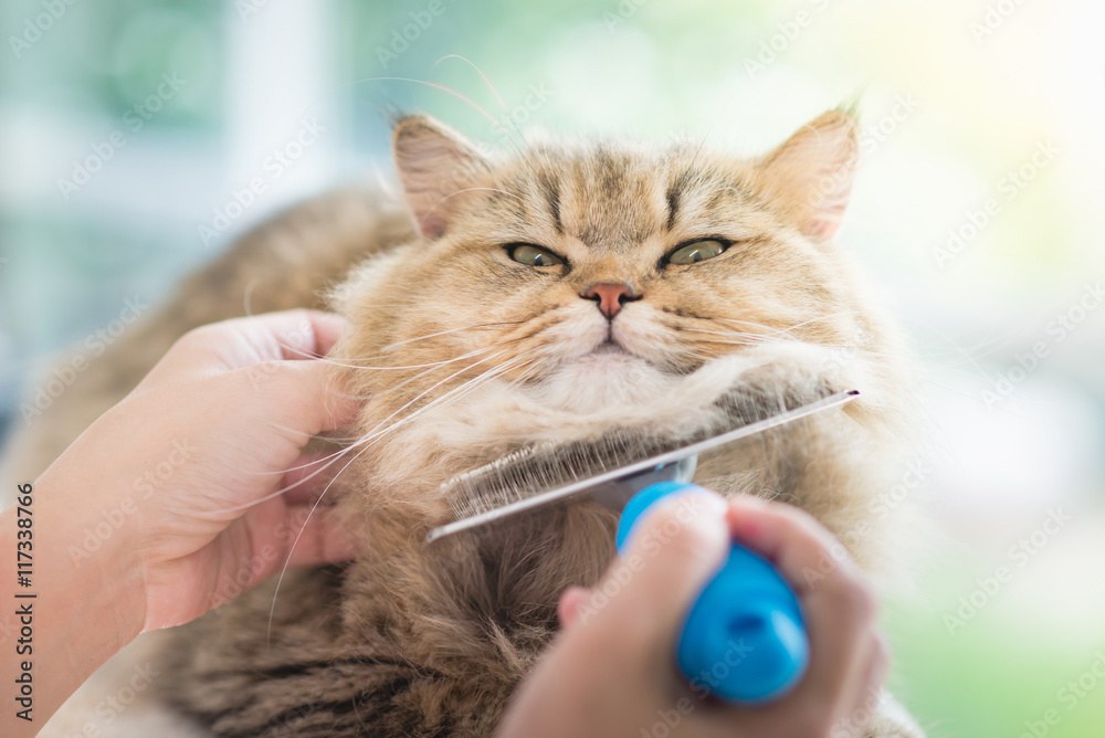 Obraz premium Kobieta za pomocą grzebienia szczotkuje kota perskiego