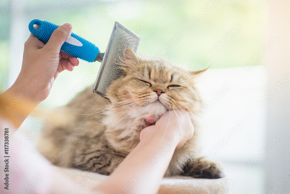 Naklejka premium Kobieta za pomocą pędzla grzebieniowego kota perskiego