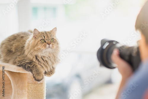 Fototapeta Naklejka Na Ścianę i Meble -  photographer taking a photo of persian cat