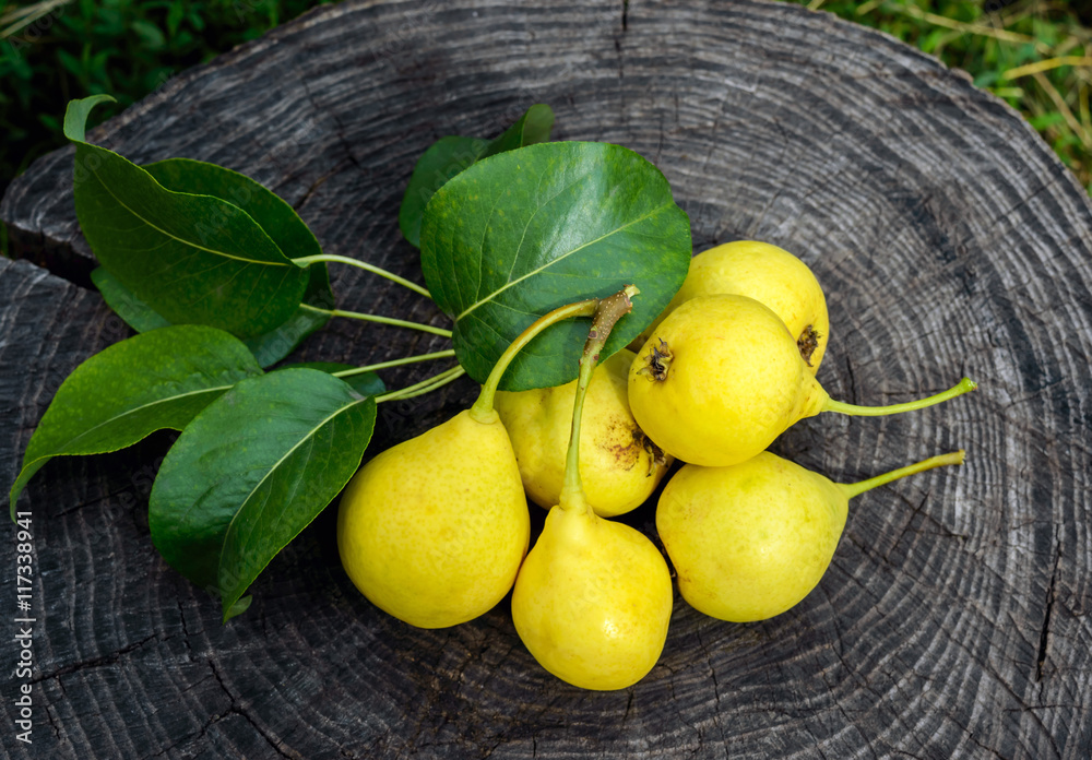 Freshly picked yellow pears on a wooden stump