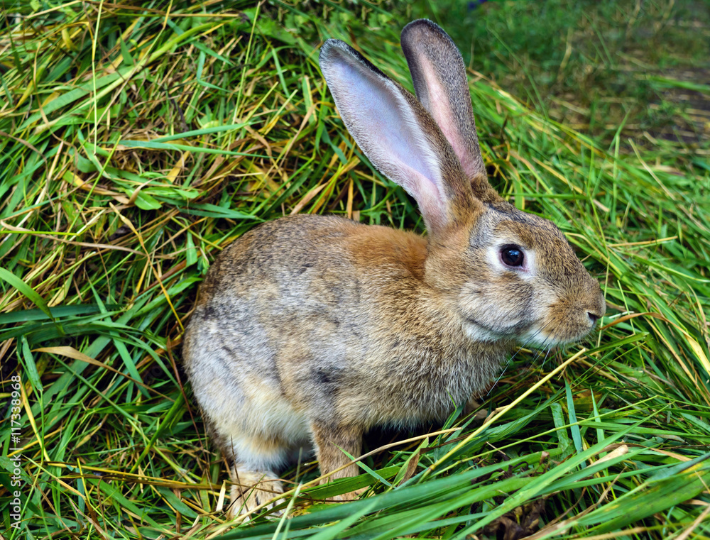 Brown rabbit sitting in a pile of fresh green grass. Brown rabbit sitting in a pile of fresh green grass.
