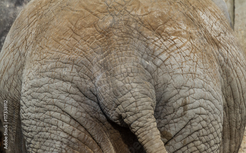 Nahaufnahme Elefant photo
